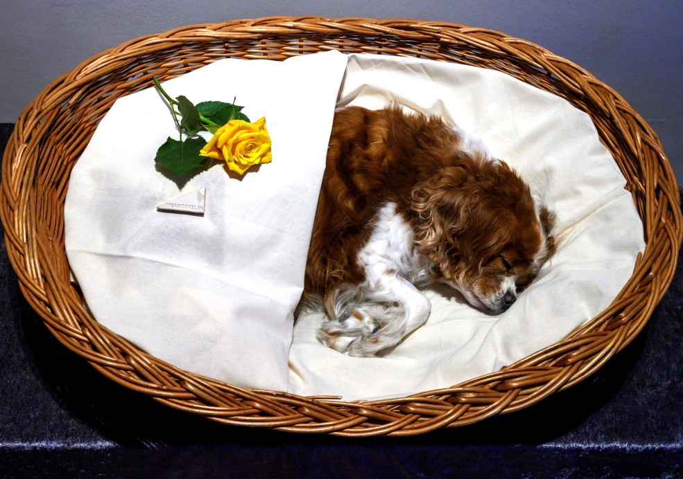Pet Cremation Services in Dubai