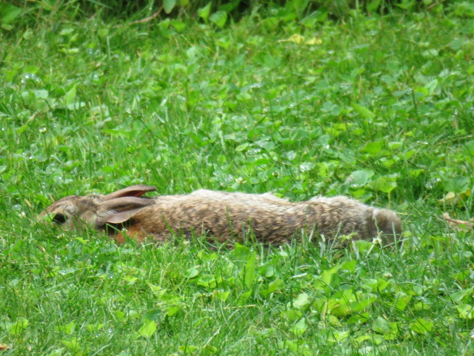 Rabbit Dead Body Disposal Services